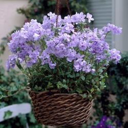 Palaipinis flioksas - Phlox stolonifera BLUE RIDGE
