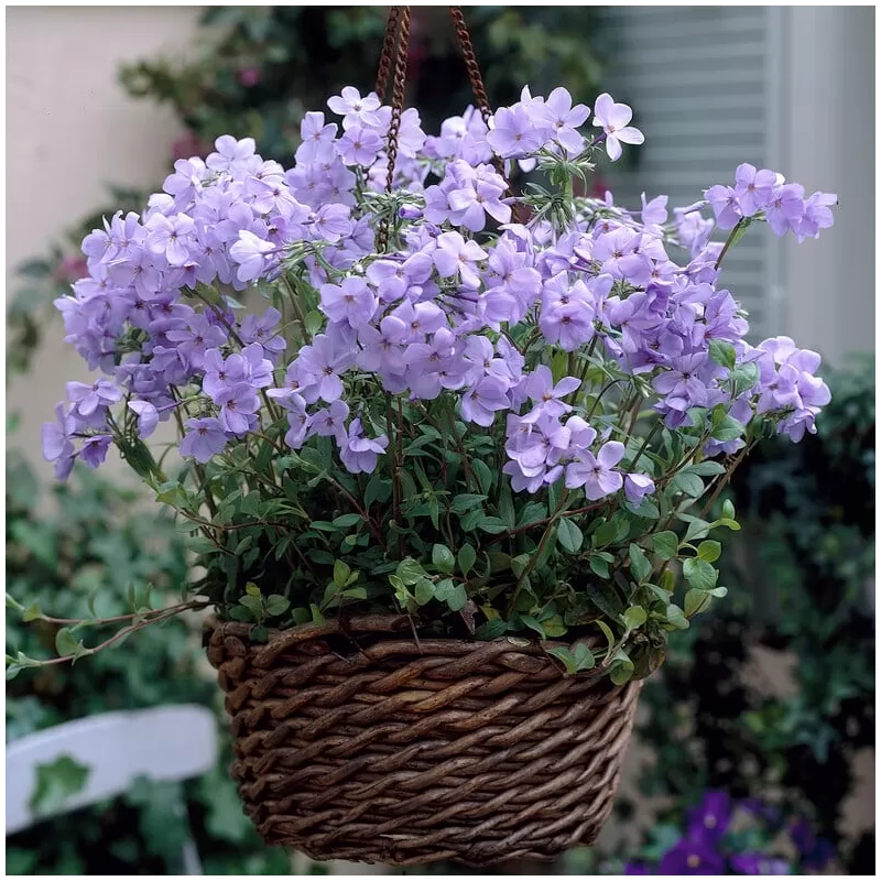Phlox stolonifera BLUE RIDGE