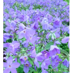 Phlox stolonifera BLUE RIDGE
