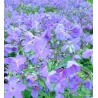 Phlox stolonifera BLUE RIDGE