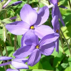 Phlox stolonifera BLUE RIDGE