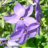Phlox stolonifera BLUE RIDGE