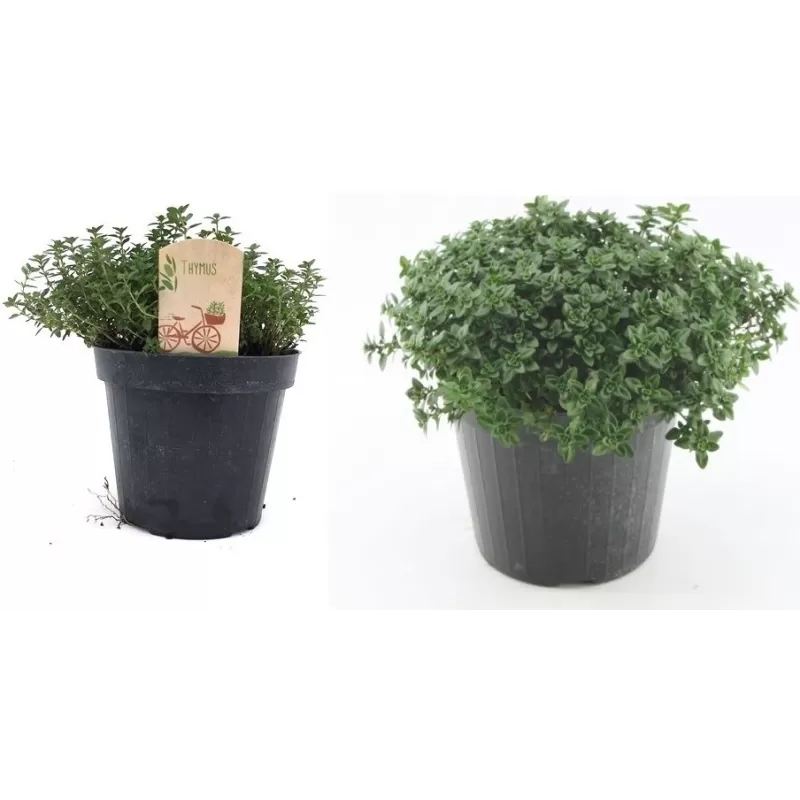 Čiobrelis - Thymus CITRIODORUS P14