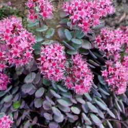Rudeninis šilokas - Sedum BERTRAM ANDERSON