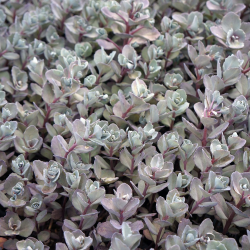 Sedum cyaneum BERTRAM ANDERSON