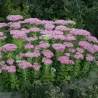 Puošnusis šilokas - Sedum spectabile BRILLIANT