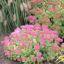 Puošnusis šilokas - Sedum spectabile BRILLIANT