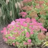 Puošnusis šilokas - Sedum spectabile BRILLIANT