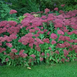 Puošnusis šilokas - Sedum spectabile BRILLIANT