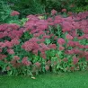 Puošnusis šilokas - Sedum spectabile BRILLIANT