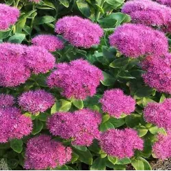 Puošnusis šilokas - Sedum spectabile BRILLIANT