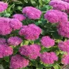Puošnusis šilokas - Sedum spectabile BRILLIANT