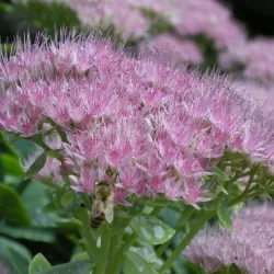 Sedum spectabile BRILLIANT