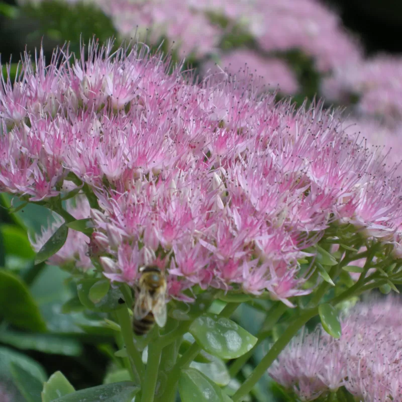Puošnusis šilokas - Sedum spectabile BRILLIANT