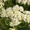 Puošnusis šilokas - Sedum spectabile STARDUST