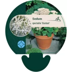Sedum spectabile STARDUST