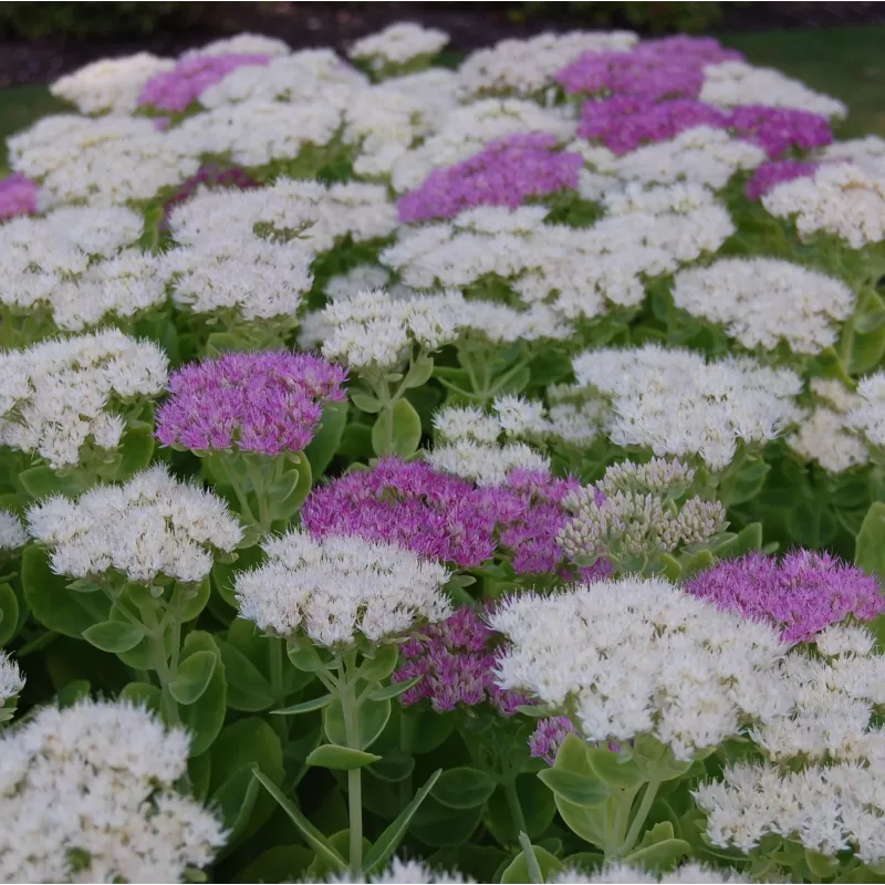 Sedum spectabile STARDUST