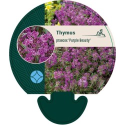 Ankstyvasis čiobrelis - Thymus praecox PURPLE BEAUTY
