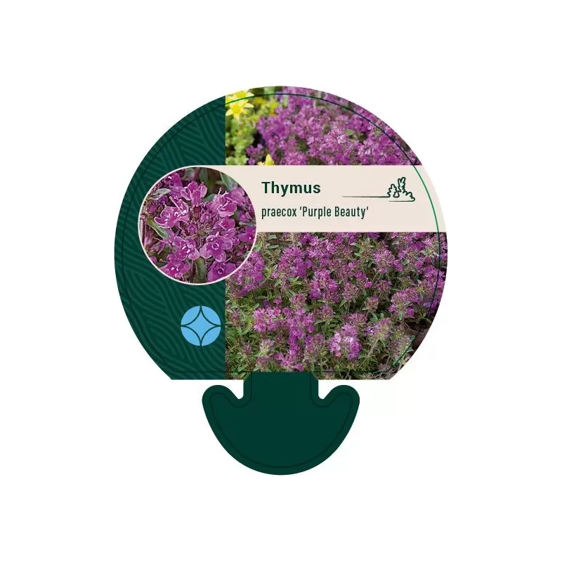 Ankstyvasis čiobrelis - Thymus praecox PURPLE BEAUTY