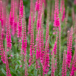 Veronica spicata ROTFUCHS