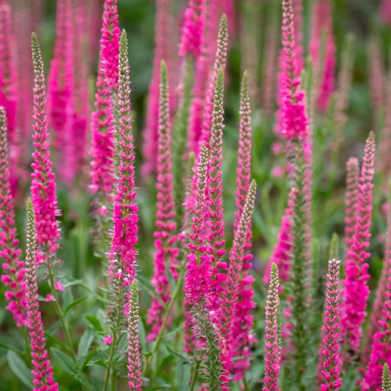 Veronica spicata ROTFUCHS