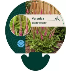 Veronika - Veronica spicata ROTFUCHS