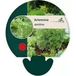 Artemisia absinthium