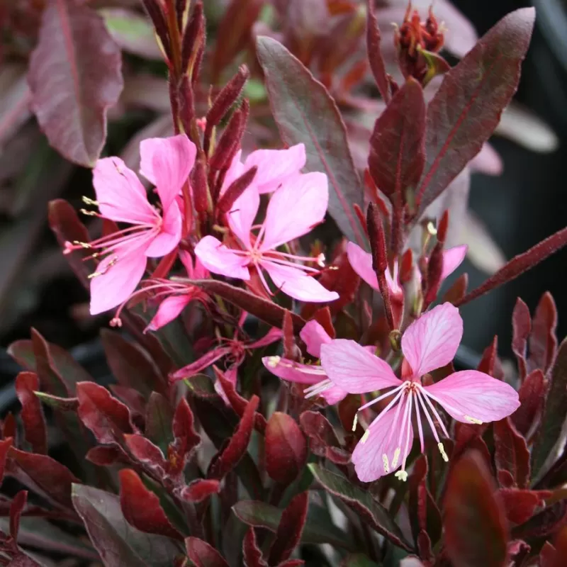 Gaurė - Gaura lindheimeri CRIMSON BUTTERFLIES