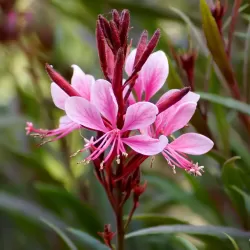 Gaura lindheimeri CRIMSON BUTTERFLIES