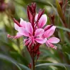 Gaura lindheimeri CRIMSON BUTTERFLIES