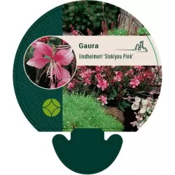 Gaura lindheimeri SISKYOU PINK