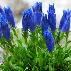 Bestiebis gencijonas - Gentiana acaulis