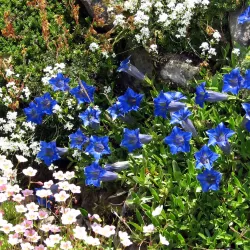 Bestiebis gencijonas - Gentiana acaulis