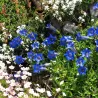 Bestiebis gencijonas - Gentiana acaulis