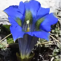 Bestiebis gencijonas - Gentiana acaulis