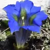 Gentiana acaulis