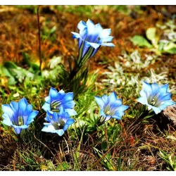 Gentiana sino-ornata