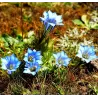Kininis gencijonas - Gentiana sino-ornata