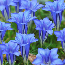 Kininis gencijonas - Gentiana sino-ornata