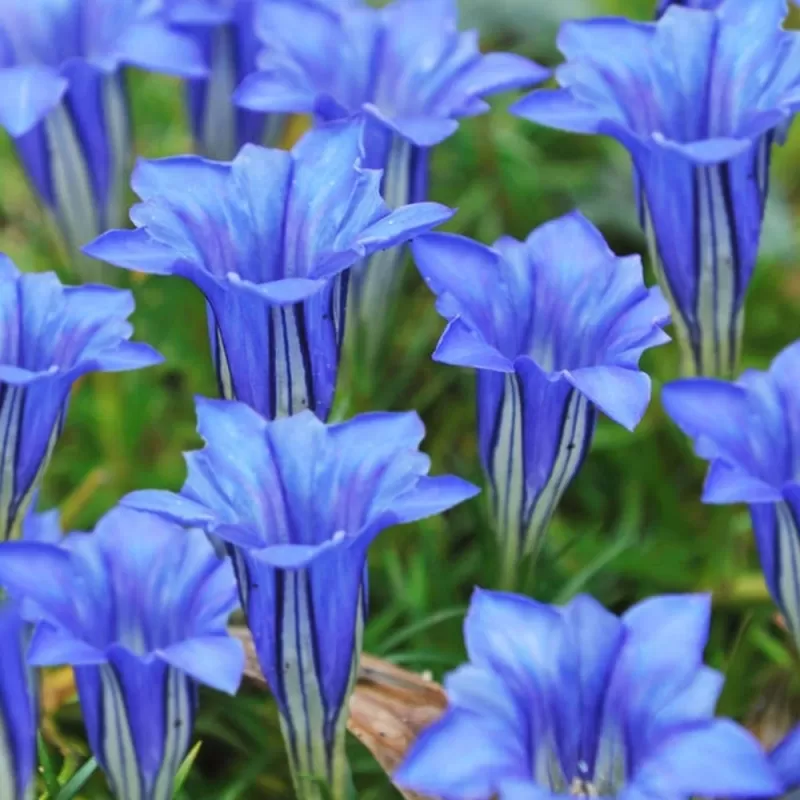 Kininis gencijonas - Gentiana sino-ornata