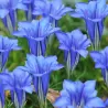 Kininis gencijonas - Gentiana sino-ornata