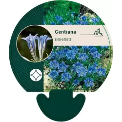 Gentiana sino-ornata