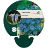 Kininis gencijonas - Gentiana sino-ornata
