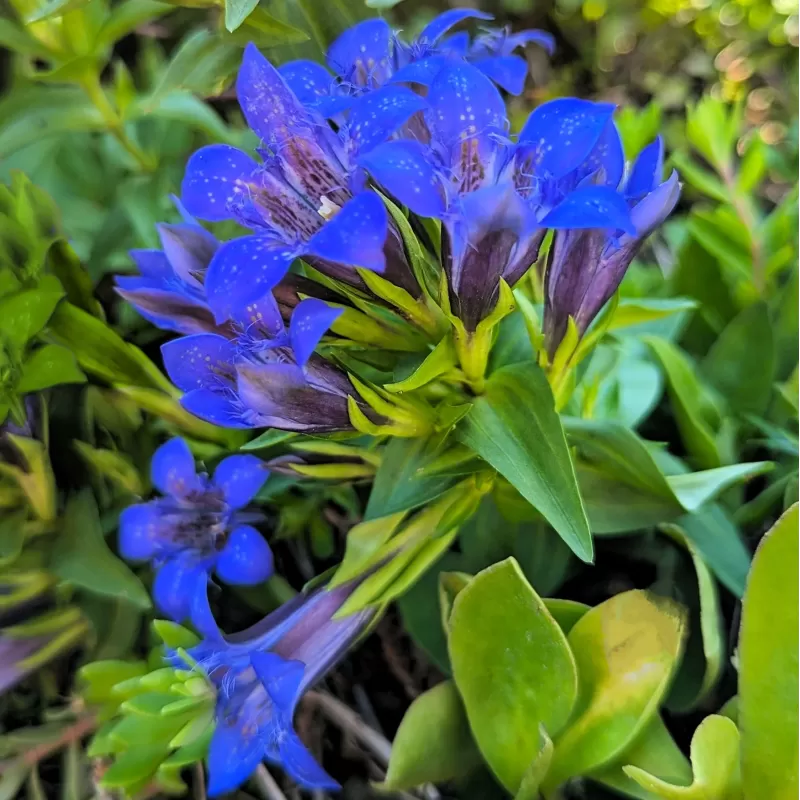 Daūrinis gencijonas - Gentiana dahurica