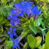Gentiana dahurica