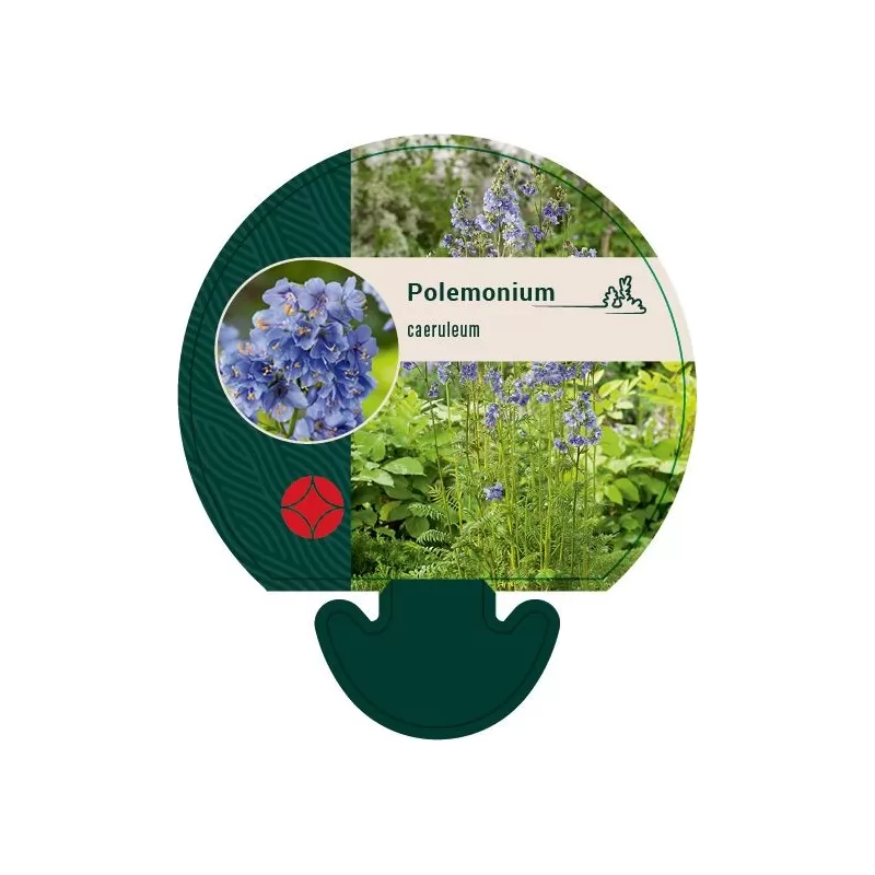 Mėlynasis palemonas - Polemonium caeruleum