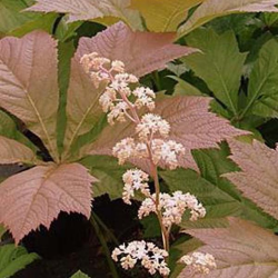 Rodžersija - Rodgersia pinnata BRAUNLAUB
