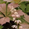 Rodgersia pinnata BRAUNLAUB