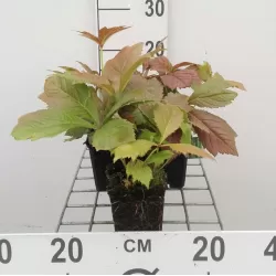 Rodgersia pinnata BRAUNLAUB