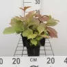 Rodžersija - Rodgersia pinnata BRAUNLAUB